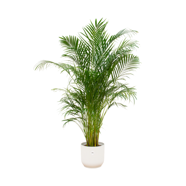 Kamerplant paket van de Areca palm en een pot wit Ø30 - 180 cm hoog