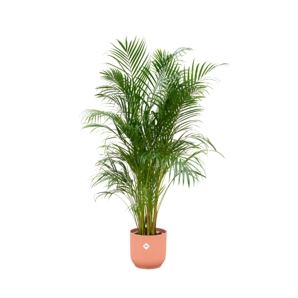 Areca Palm - Goudpalm - 180 cm - Inclusief Roze Pot