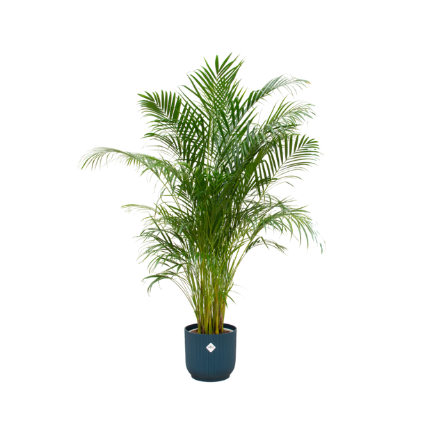 Slaapkamerpalm (Areca palm) met blauwe pot - 180 cm - Areca Palm voor slaapkamers en andere kamers