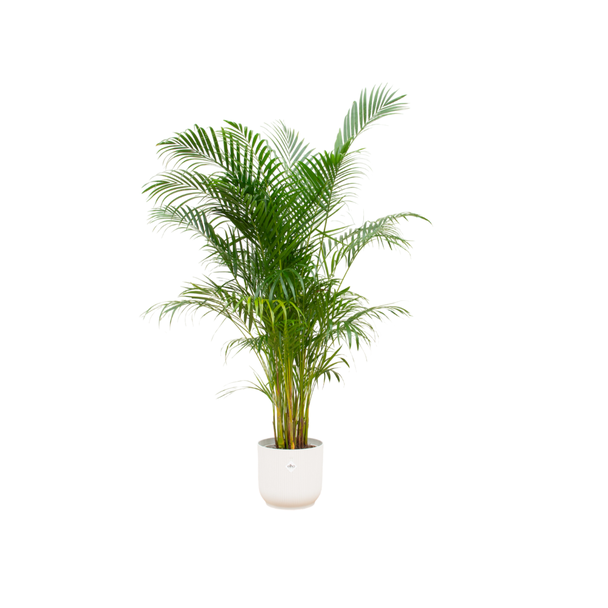 Kamerplant Combi: Areca Palm 160 cm met Elho Vibes Ø30 Wit