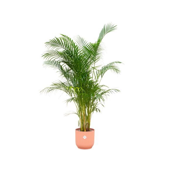 Goud-roze plant combinatie: Goudpalm en roze pot - 160 cm hoge plant