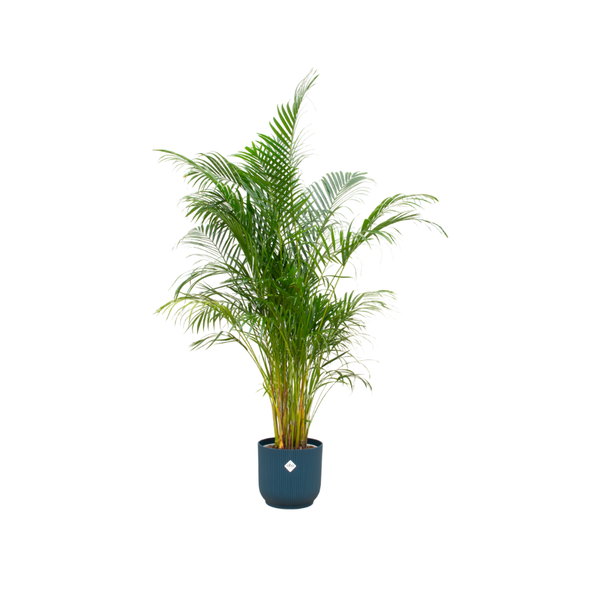 Slaapkamerplant inclusief blauwe pot - 160 cm hoog - Dypsis lutescens