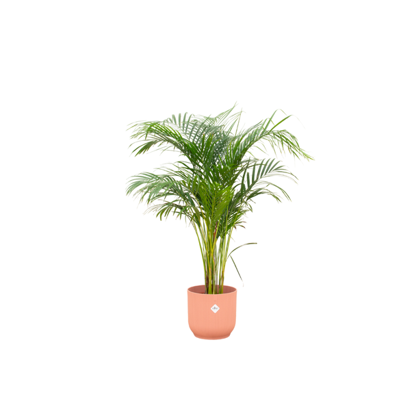 Huiskamerplant met Decoratieve roze pot - Areca Palm voor binnen - 140 cm