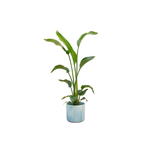 Combi deal - Strelitzia Nicolai inclusief elho Ocean Round atlantisch blauw Ø22 - 100 cm