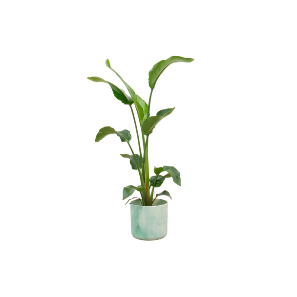 Combi deal - Strelitzia Nicolai inclusief elho Ocean Round pacifisch groen Ø22 - 100 cm