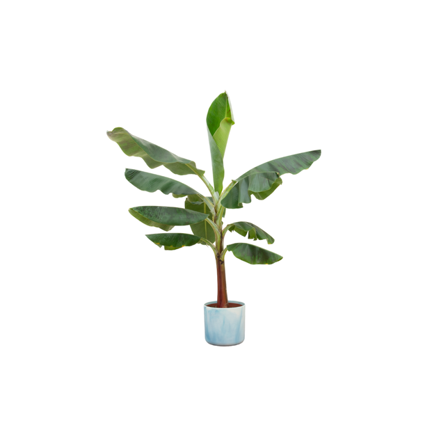 Combi deal - Bananenplant (Musa) inclusief Ocean Round atlantisch blauw Ø22 - 120 cm