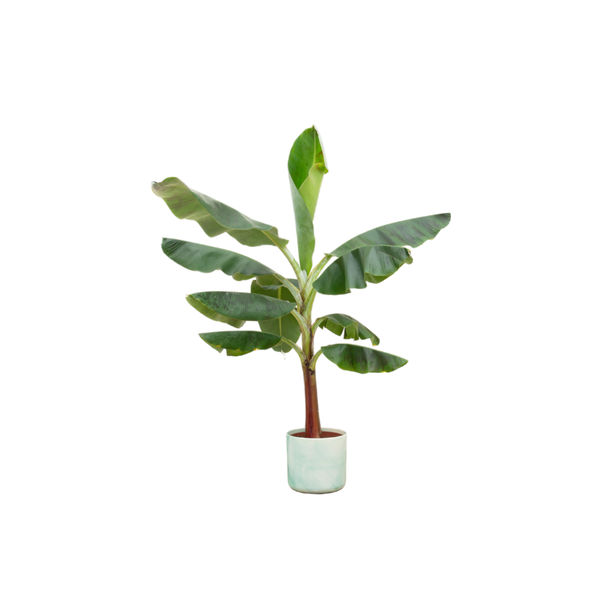 Combi deal - Bananenplant (Musa) inclusief Ocean Round pacifisch groen Ø22 - 120 cm