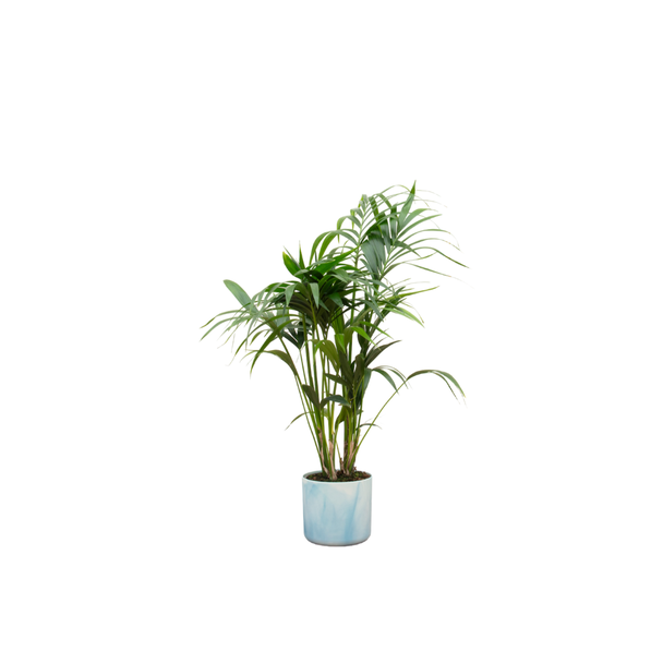 Combi deal - Kentia palm inclusief elho Ocean Round atlantisch blauw Ø22 - 130 cm