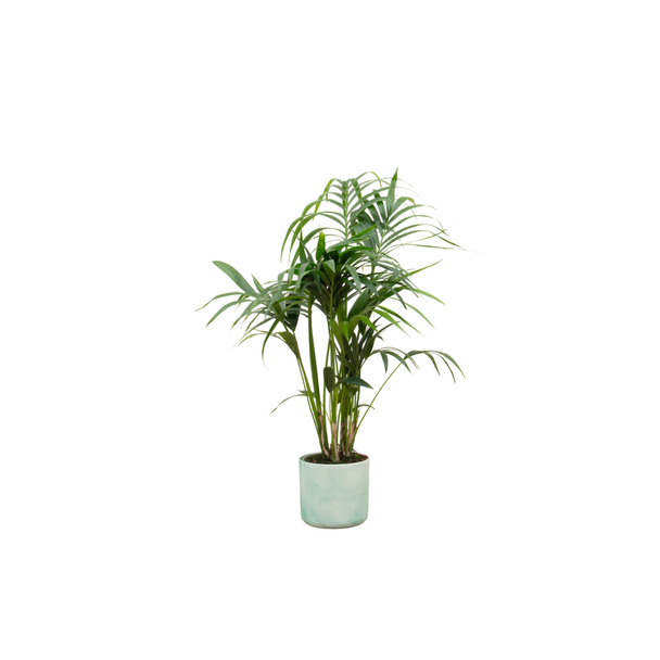 Combi deal - Kentia palm inclusief elho Ocean Round pacifisch groen Ø22 - 130 cm