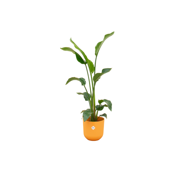 Combi deal - Strelitzia Nicolai inclusief elho Jazz Round geel Ø23 - 100 cm