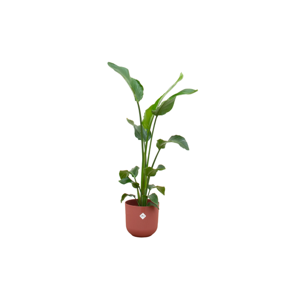 Combi deal - Strelitzia Nicolai inclusief elho Jazz Round rood Ø23 - 100 cm