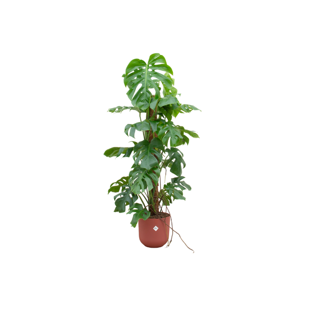 Combi deal - Monstera Pertusum XL inclusief elho Jazz Round rood Ø26 - 120 cm