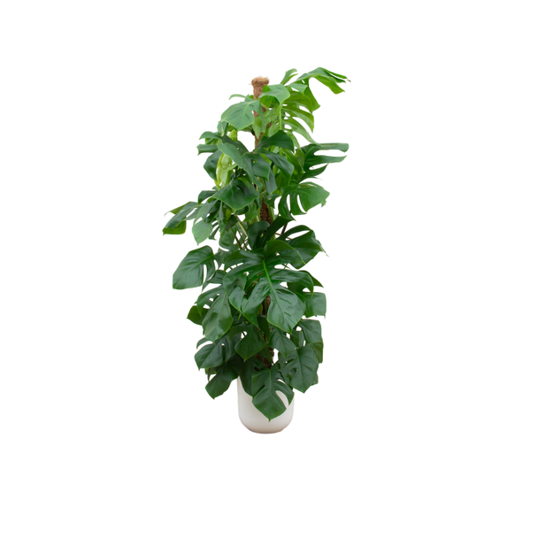 Combi deal - Monstera Pertusum XL inclusief elho Jazz Round wit Ø26 - 150 cm