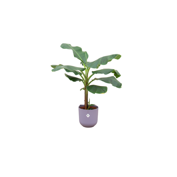 Combi deal - Bananenplant (Musa) inclusief elho Jazz Round lila Ø23 - 120 cm