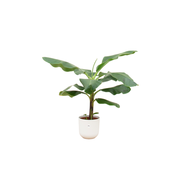 Bananenplant (Musa) met elho Jazz Round wit sierpot  - Exotische Kamerplant - 100 cm Hoog - Ø23cm