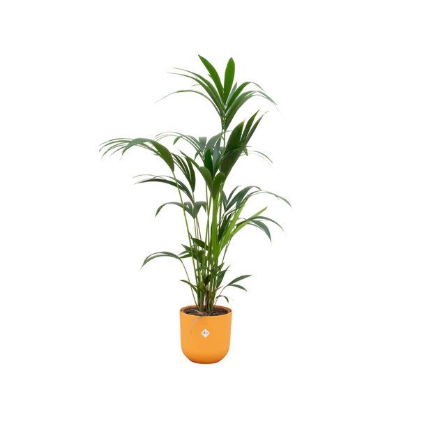 Combi deal - Kentia palm inclusief elho Jazz Round geel Ø26 - 160 cm