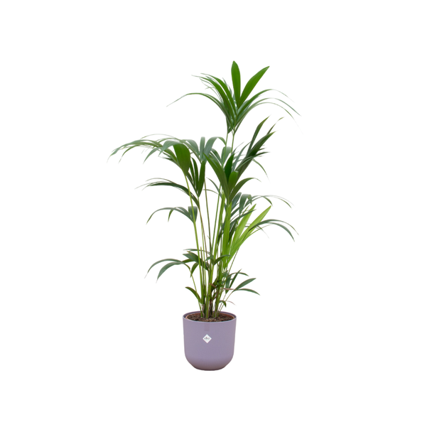 Combi deal - Kentia palm inclusief elho Jazz Round lila Ø26 - 160 cm