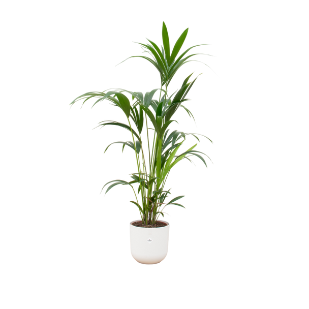 Combi deal - Kentia palm inclusief elho Jazz Round wit Ø26 - 160 cm