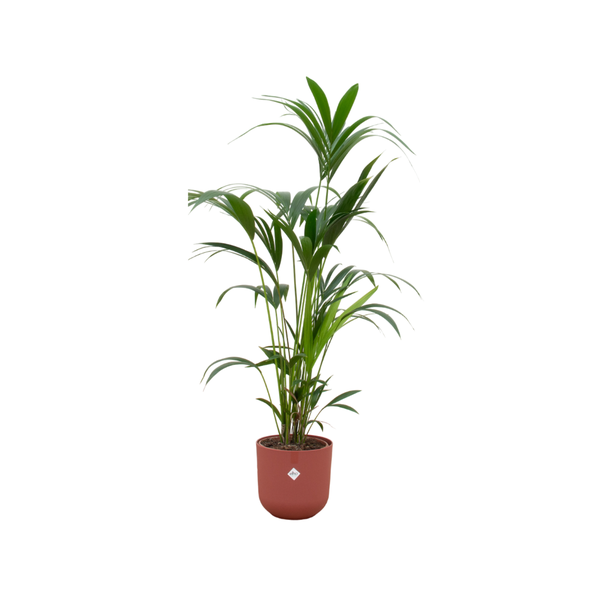 Combi deal - Kentia palm inclusief elho Jazz Round rood Ø26 - 160 cm