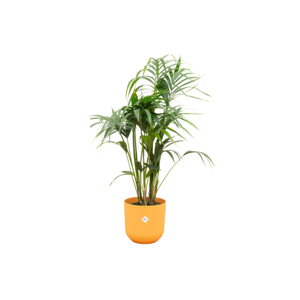 Combi deal - Kentia palm inclusief elho Jazz Round geel Ø26 - 130 cm