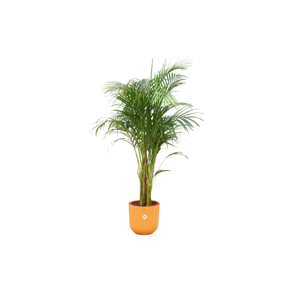 Combi deal - Areca palm inclusief elho Jazz Round geel Ø26 - 140 cm