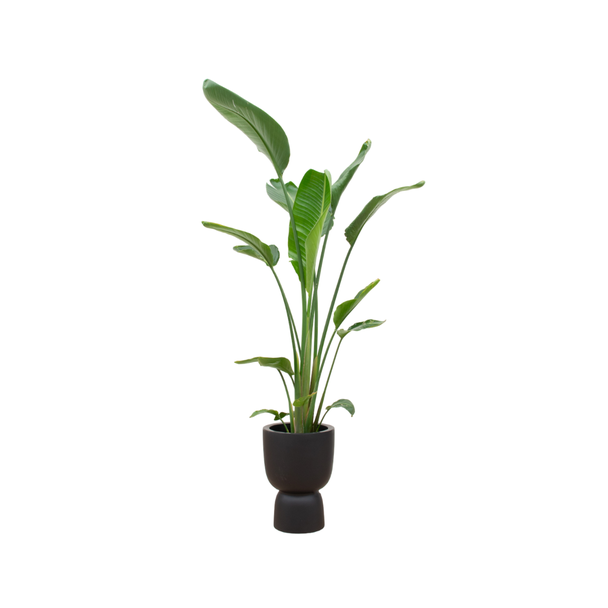 Combi deal - Strelitzia Augusta multi stam inclusief elho Pure Coupe zwart Ø35 - 210 cm