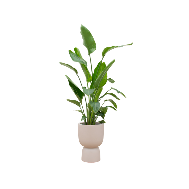 Combi deal - Strelitzia Nicolai inclusief elho Pure Coupe beige Ø35 - 200 cm