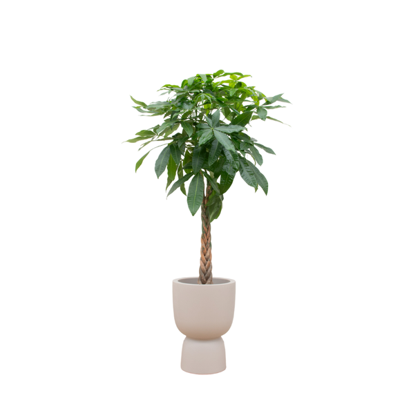 Watercacao kamerplant in beige pot - Plant die geluk symboliseert 210 cm