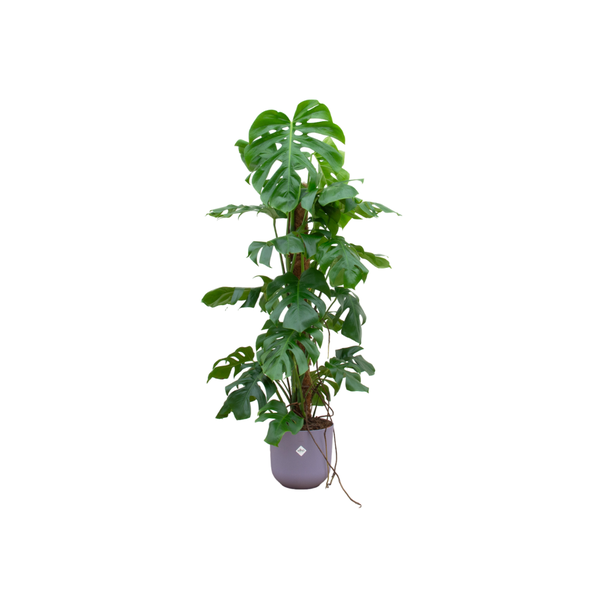 Combi deal - Monstera Pertusum XL inclusief elho Jazz Round lila Ø26 - 120 cm