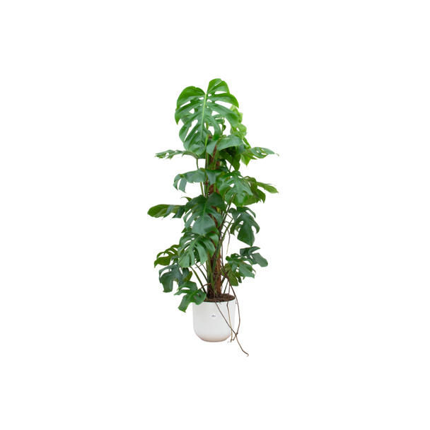 Combi deal - Monstera Pertusum XL inclusief elho Jazz Round wit Ø26 - 120 cm