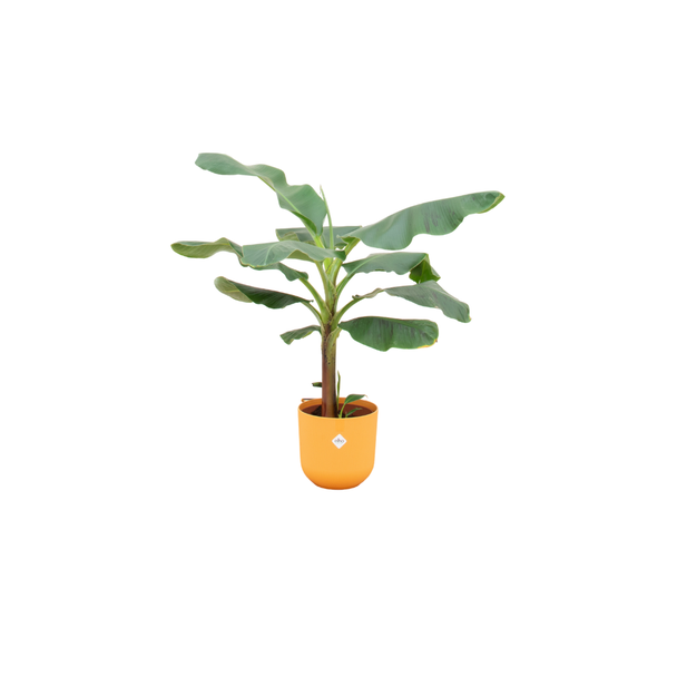 Combi deal - Bananenplant (Musa) inclusief elho Jazz Round geel Ø23 - 120 cm