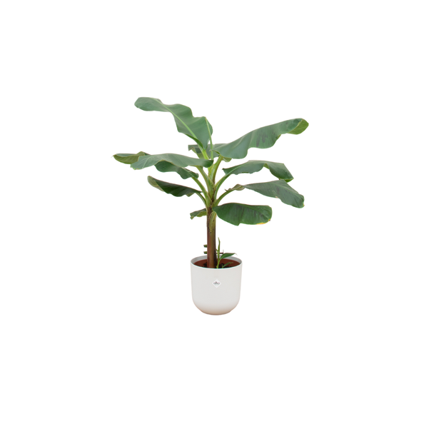 Combi deal - Bananenplant (Musa) inclusief elho Jazz Round wit Ø23 - 120 cm