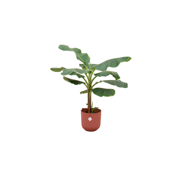 Combi deal - Bananenplant (Musa) inclusief elho Jazz Round rood Ø23 - 120 cm