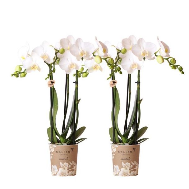 Set van 2 Vlinder Orchidee Amabilis, Kleur Wit, Bloeiende Kamerplant, Phalaenopsis Orchideeën, Potmaat 09cm