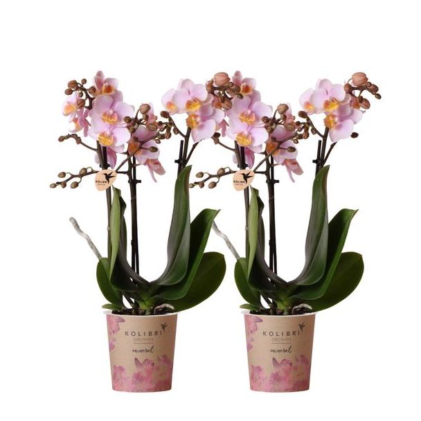 Set van 2 Vlinder Orchidee Andora, Kleur Roze, Bloeiende Kamerplant, Phalaenopsis Orchideeën, Potmaat 09cm