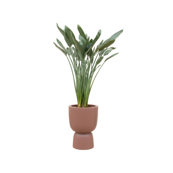 Combi deal - Strelitzia Reginae inclusief elho Pure Coupe bruin Ø41 - 190 cm