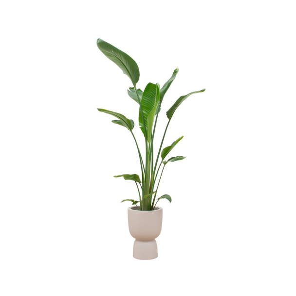 Combi deal - Strelitzia Augusta multi stam inclusief elho Pure Coupe beige Ø35 - 210 cm