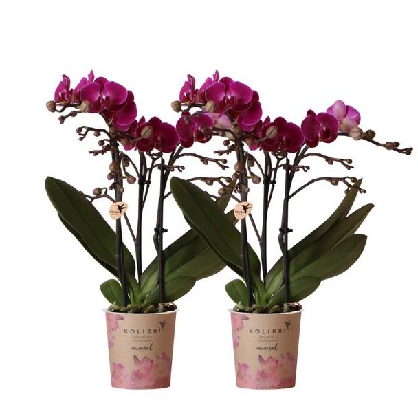 Set van 2 Vlinder Orchidee Morelia, Kleur Paars, Bloeiende Kamerplant, Phalaenopsis Orchideeën, Potmaat 09cm