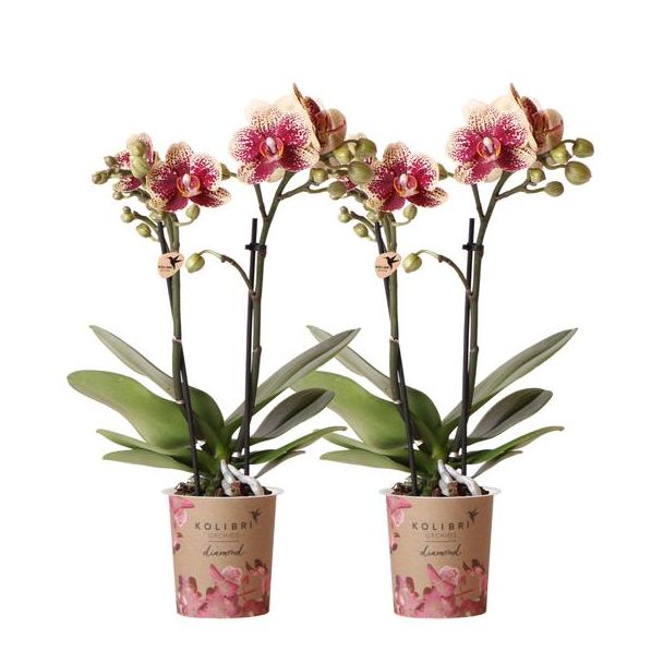 Set van 2 Vlinder Orchidee Spain, Kleur Geel/Rood, Bloeiende Kamerplant, Phalaenopsis Orchideeën, Potmaat 09cm