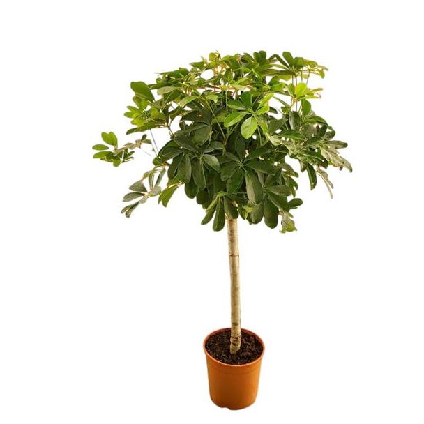 Parapluplant, Vingerplant, Groene Kamerplant, Tropisch, Schefflera op stam - 130 cm - ø23