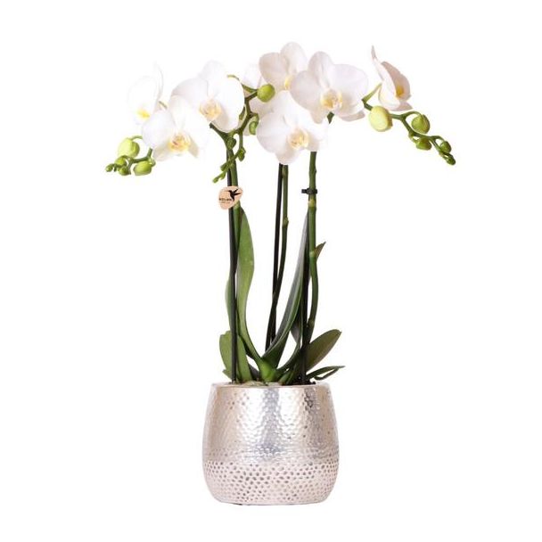 Vlinder Orchidee Amabilis, Kleur Wit, Elite Pot Silver, Bloeiende Kamerplant,  Phalaenopsis Orchideeën, Potmaat 09cm