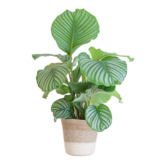 De Pauwenplant, Kamerplanten, Groene Planten, Planten met Pot,  Calathea Orbifolia met Lissabon mand wit - 65cm - Ø19