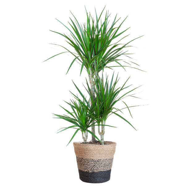 De Drakenbloedboom, Groene Plant, Kamerplant,  Plant met pot, Dracaena Marginata met Lissabon mand zwart - 95cm - Ø21