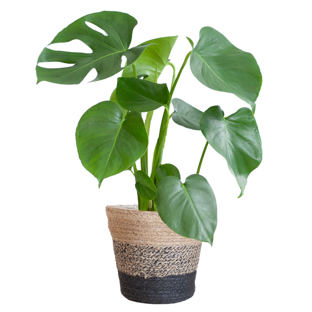 Gatenplant, Huiskamerplanten, Groene Planten,  Planten in Pot  Monstera Deliciosa met Lissabon mand zwart  - 50cm - Ø17