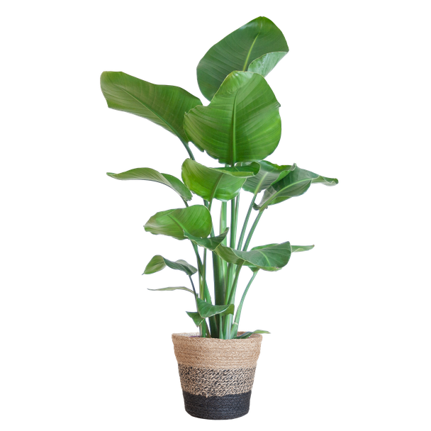 De Paradijsvogelbloem, kamerplanten, Groene Planten, Planten met pot,  Strelitzia Nicolai met Lissabon mand zwart - 80cm - Ø19