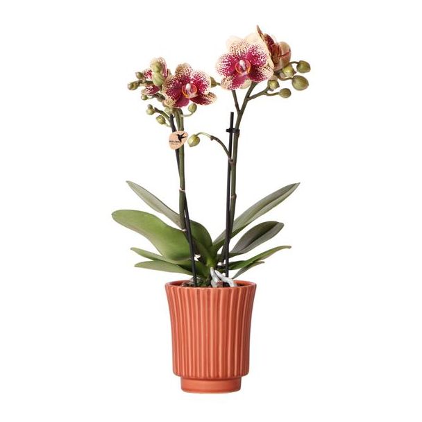 Bijzondere Vlinder Orchidee  Spain, Kleur Geel/Rood, Retro Sierpot Terracotta, Bloeiende Kamerplant,  Phalaenopsis Orchideeën, Potmaat 09cm