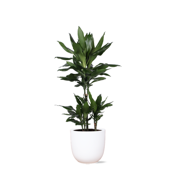 Struik drakenboom in Boule WIT pot (Dracaena Janet Lind) - Ø21cm - ↕90cm