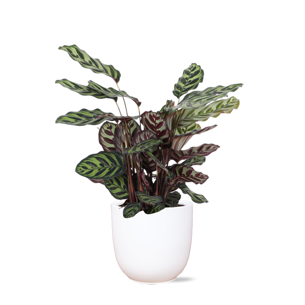 Pauwenplant in Boule witte sierpot (Calathea Makoyana) - Ø21cm - ↕70cm