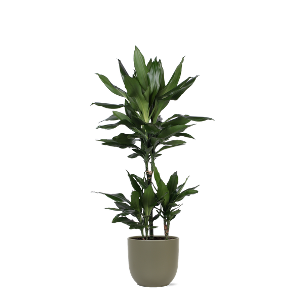 Struik drakenboom  in Boule OLIJF pot (Dracaena Janet Lind) - Ø21cm - ↕90cm