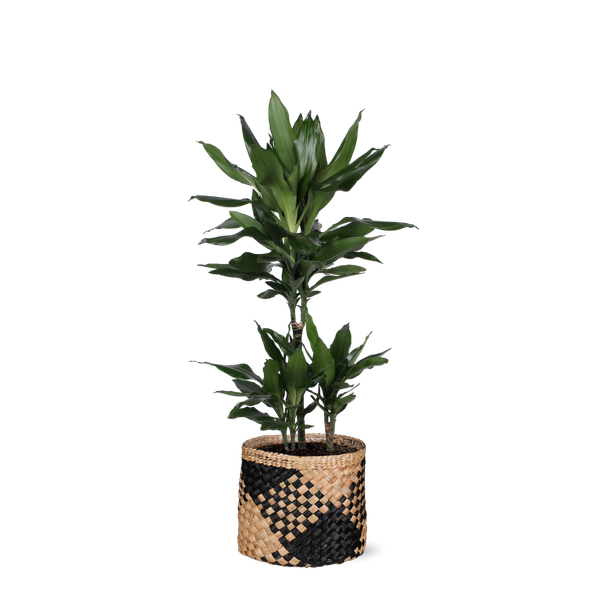 Struik drakenboom  in Albury Zwarte print mand  (Dracaena Janet Lind) - Ø21cm - ↕90cm